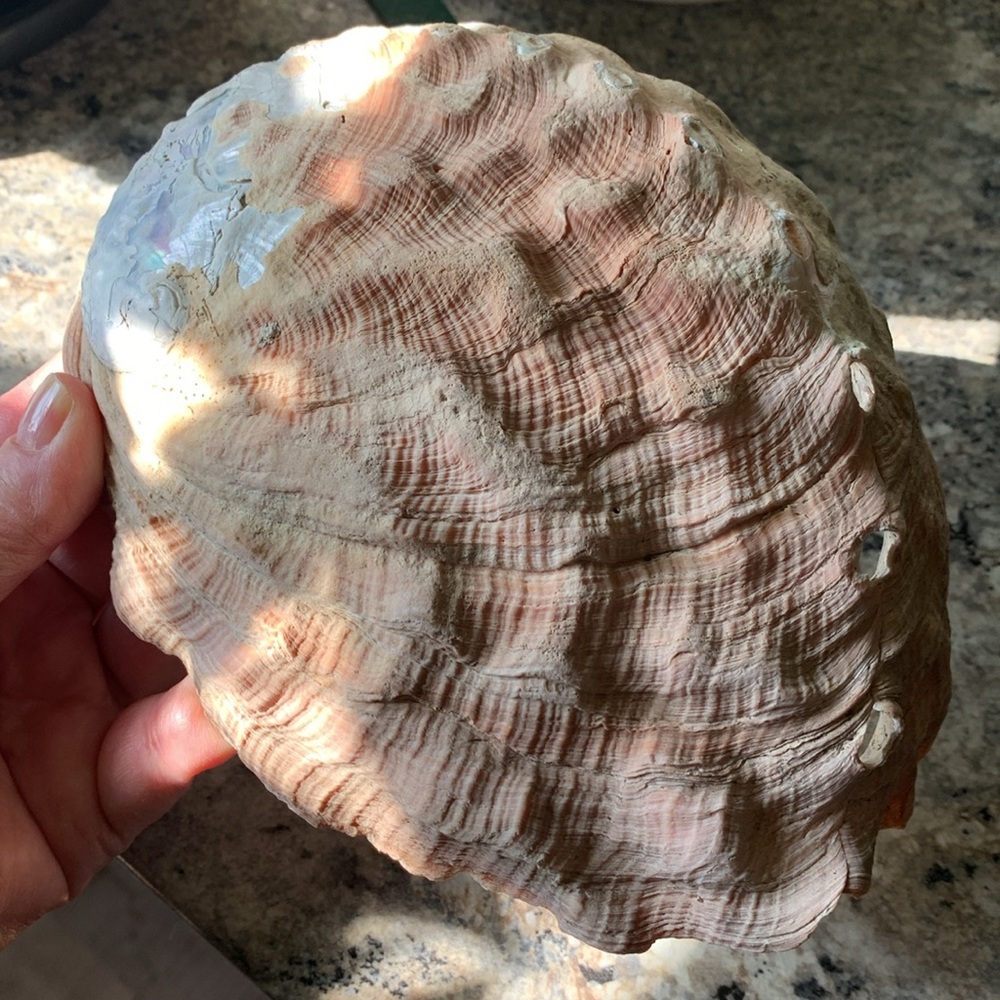 Abalone Sea Shell - Picture 7 of 9